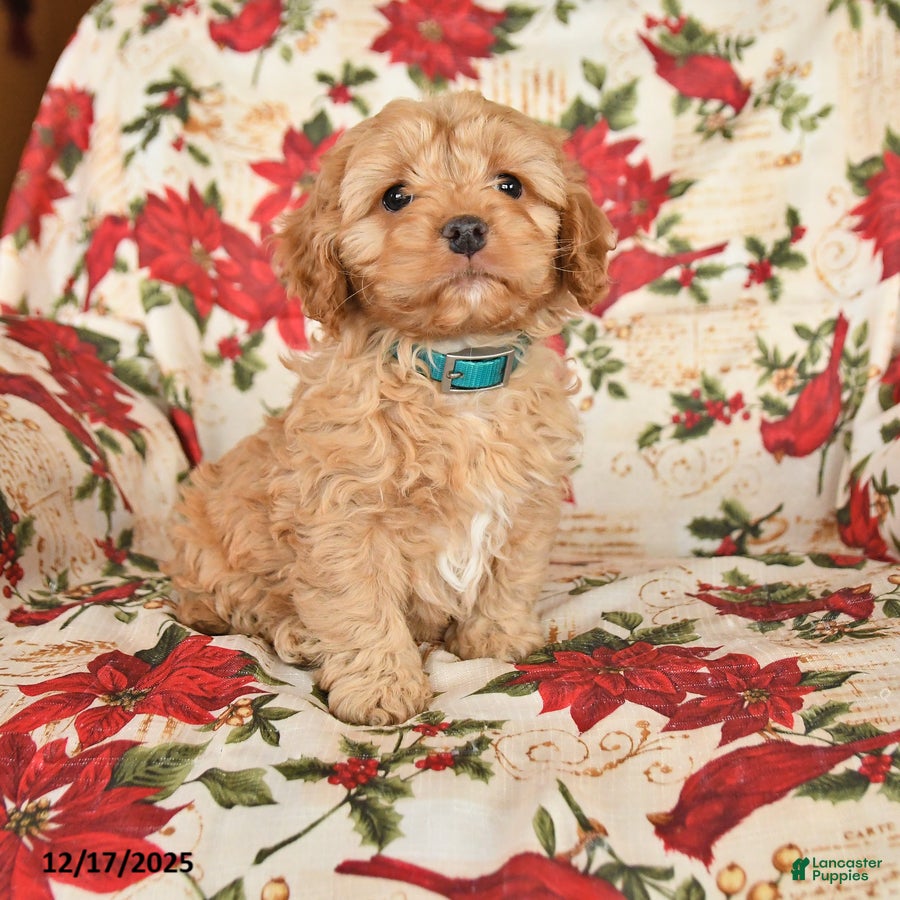 Cockapoo dogs Spirit - Ad 10