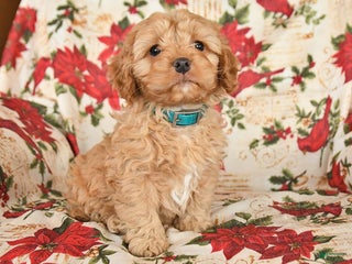 Cockapoo dogs Spirit - Ad 12