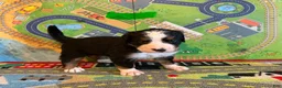 Bernese Mountain Dog dogs for sale: Green - Ad 5