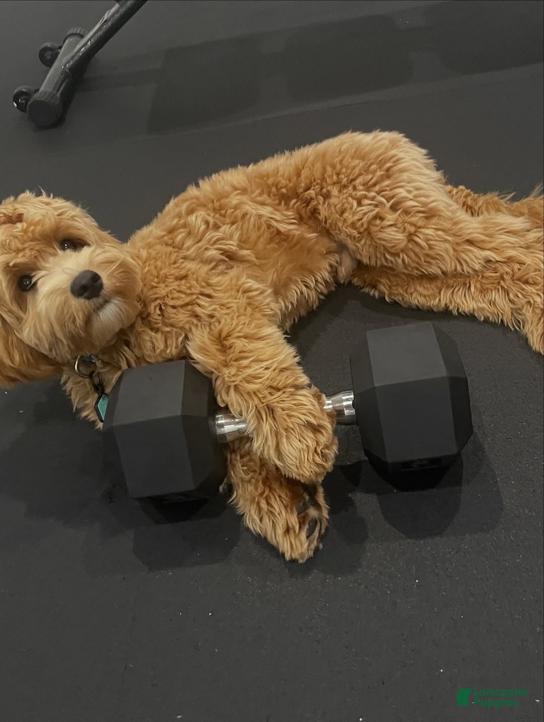 Labradoodle dogs Toby - Ad 16