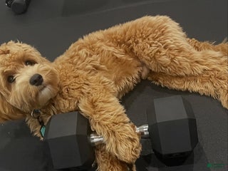 Labradoodle dogs Toby - Ad 14