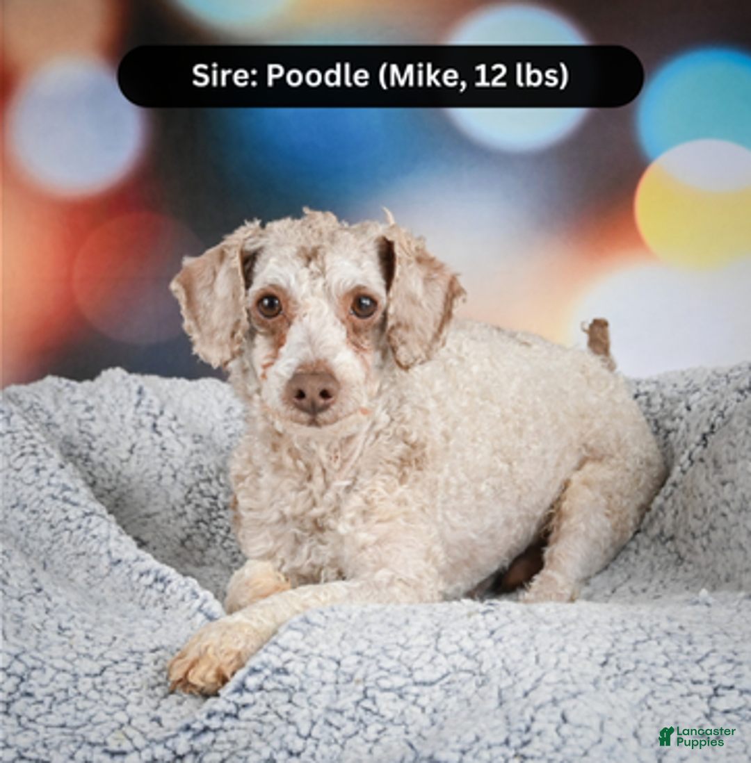 Cockapoo dogs for sale: hunter - Ad 10