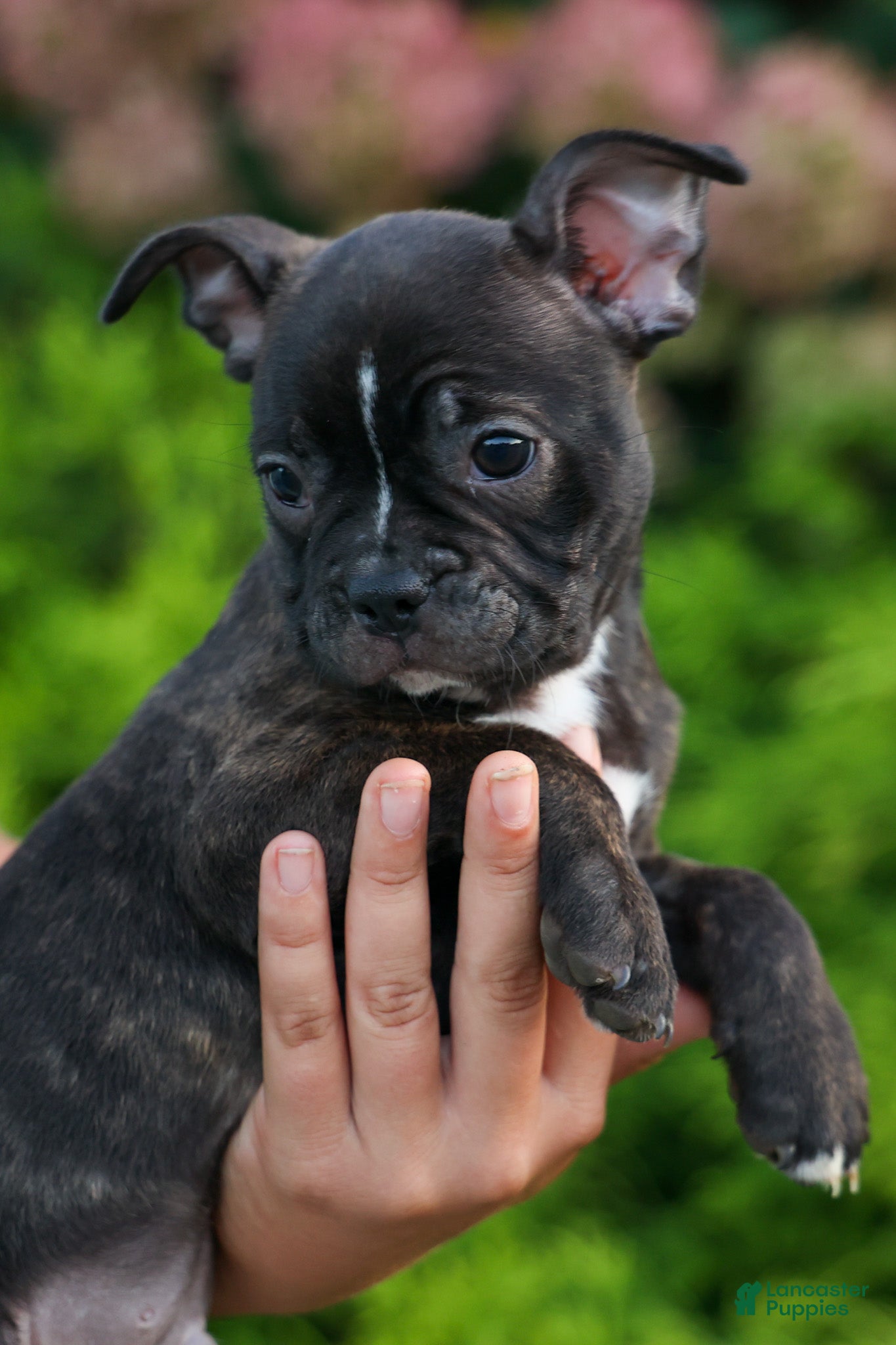 Frenchton dogs MAX - Ad 1