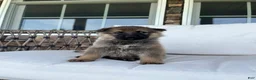 German Shepherd dogs for sale: Tori - Ad 3