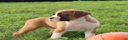 Boxer dogs for sale: Paisley - Ad 6