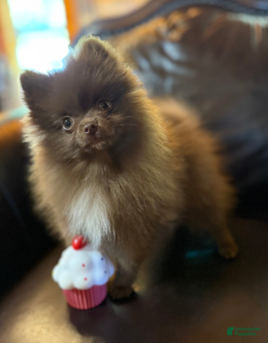 Groomer Pomeranian Puppies for sale Lancaster Puppies