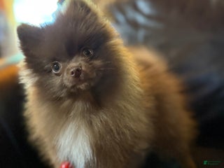 Pomeranian dogs - Ad 30