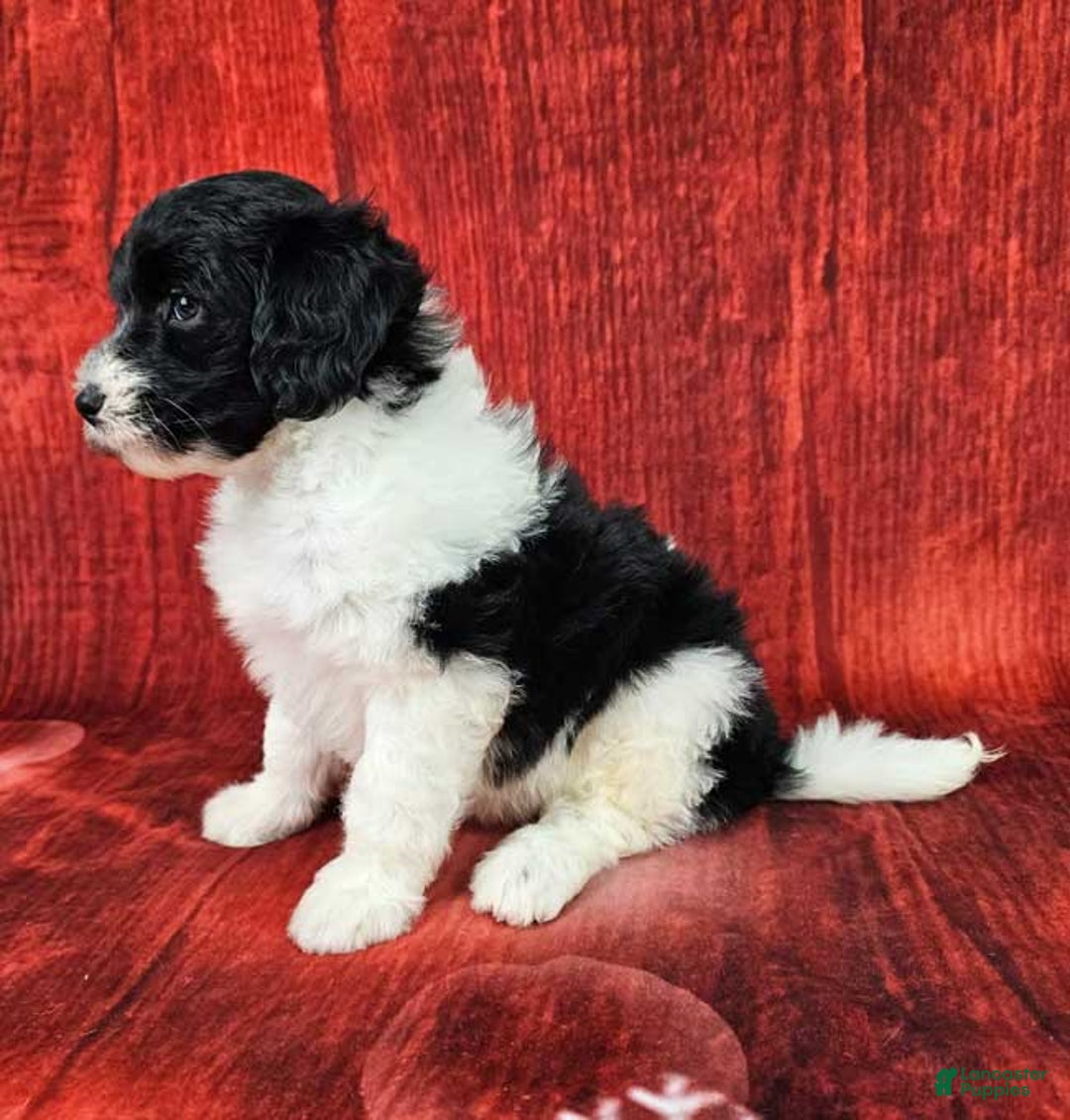 Mini Sheepadoodle dogs for sale: Winterfell - Ad 3