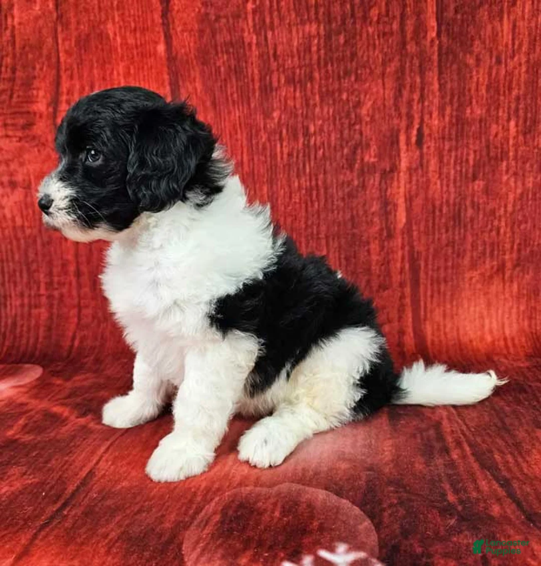 Mini Sheepadoodle dogs for sale: Winterfell - Ad 3