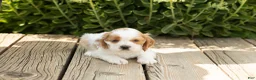 Cocker Spaniel dogs for sale: Brooks  - Ad 4