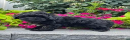 Lhasapoo dogs for sale: Austin - Ad 3