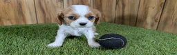 Cavalier King Charles Spaniel dogs for sale: Cavalier King Charles Spaniel Puppy 1 - Ad 1