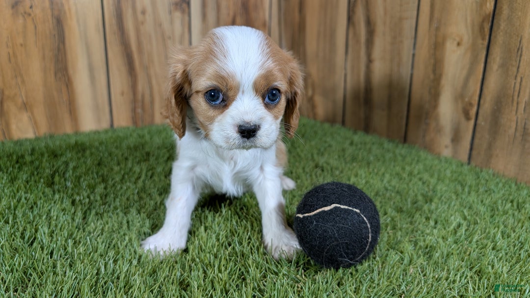 Cavalier King Charles Spaniel dogs for sale: Cavalier King Charles Spaniel Puppy 1 - Ad 1
