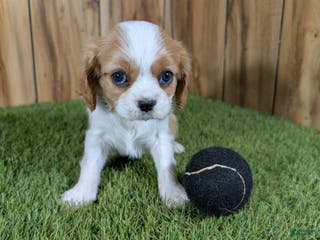 Cavalier King Charles Spaniel dogs Cavalier King Charles Spaniel Puppy 1 - Ad 12