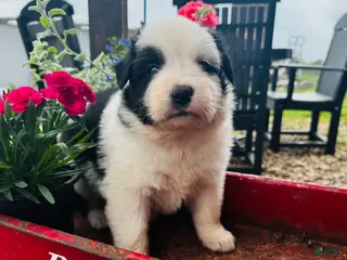 Australian Shepherd dogs for sale: Bear - Ad 4