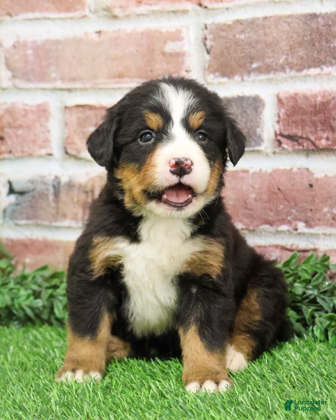Bernese Mountain Dog dogs for sale: Snowflake  - Ad 4