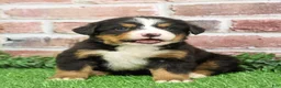 Bernese Mountain Dog dogs for sale: Snowflake  - Ad 18