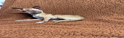 Chihuahua dogs for sale: Tara - Ad 7