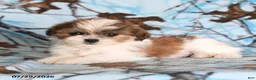 Shih Tzu dogs for sale: Crumbles - Ad 4