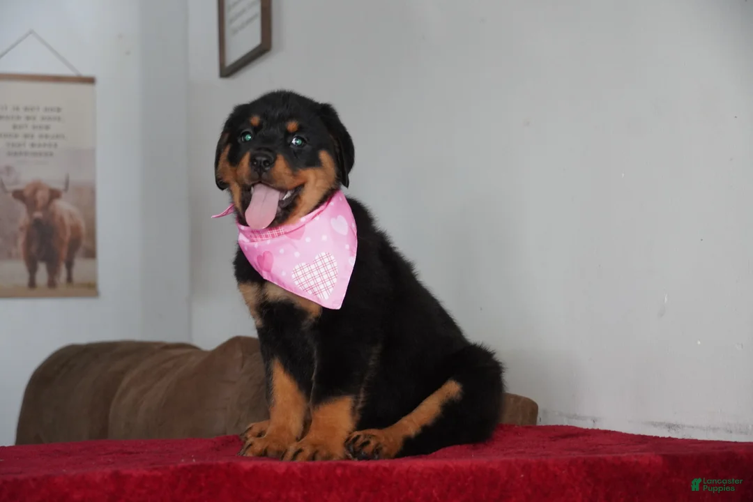 Rottweiler dogs for sale: Bella - Ad 7