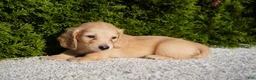 Miniature Dachshund dogs for sale: Xander - Ad 3