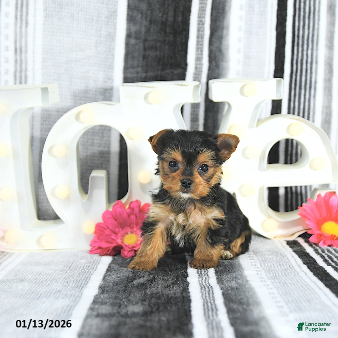 Yorkshire Terrier dogs for sale: Mason - Ad 5