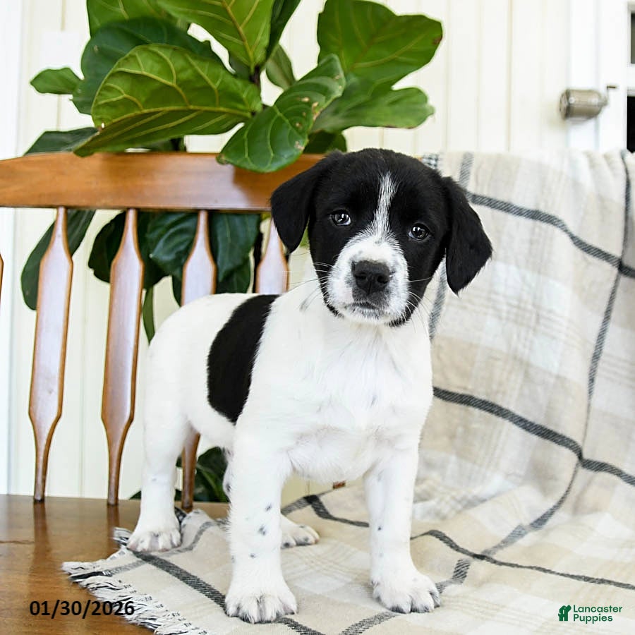 Mixed Breed dogs Smokey - Ad 10