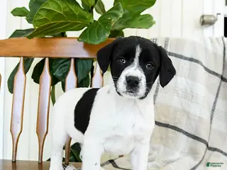 Mixed Breed dogs Smokey - Ad 10