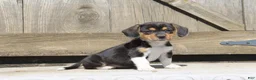 Mixed Breed dogs for sale: Navy - Ad 3