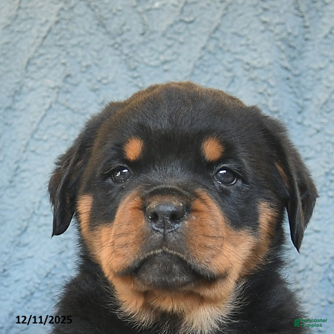 Rottweiler dogs for sale: Roxy  - Ad 5