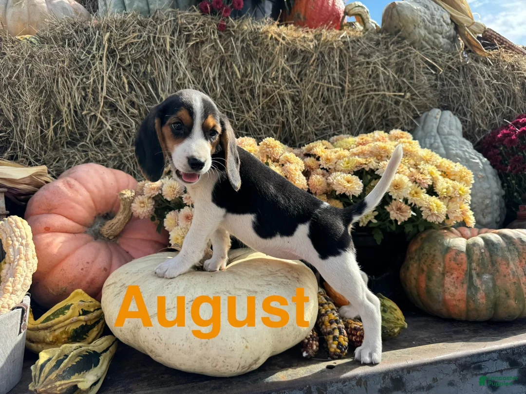 Beagle dogs for sale: Beagle 2 - Ad 1