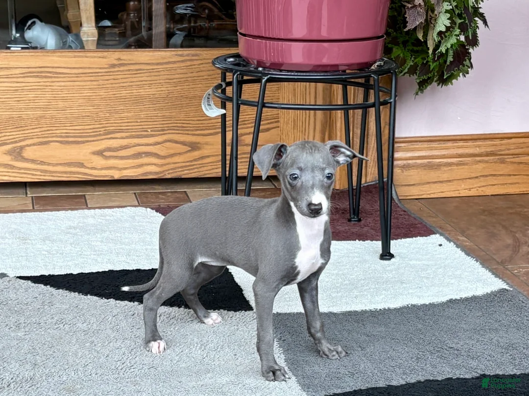 Italian Greyhound dogs for sale: Sara - Ad 5