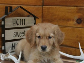 Golden Retriever dogs - Ad 41