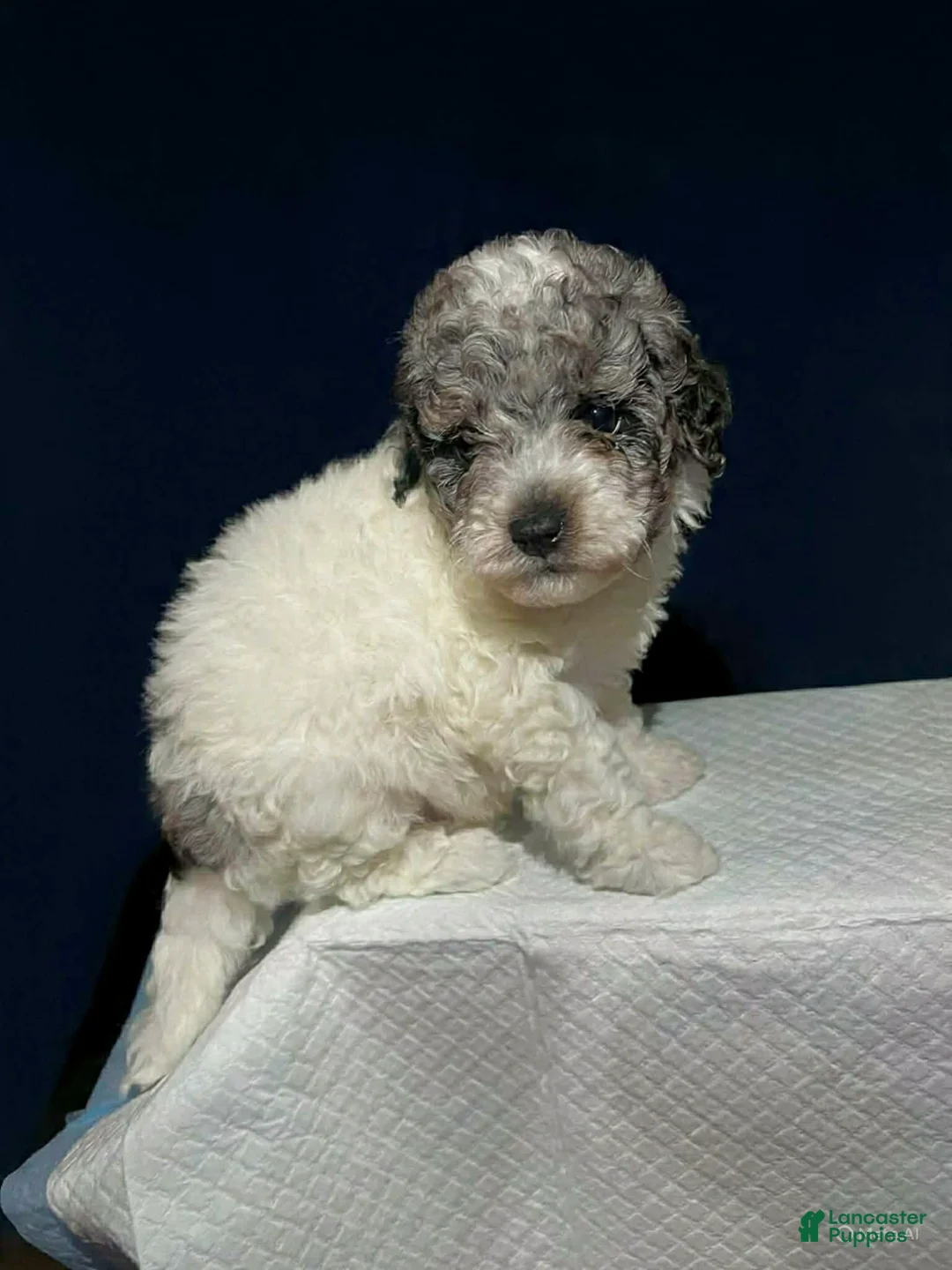 Shihpoo dogs for sale: Teacup - Ad 2