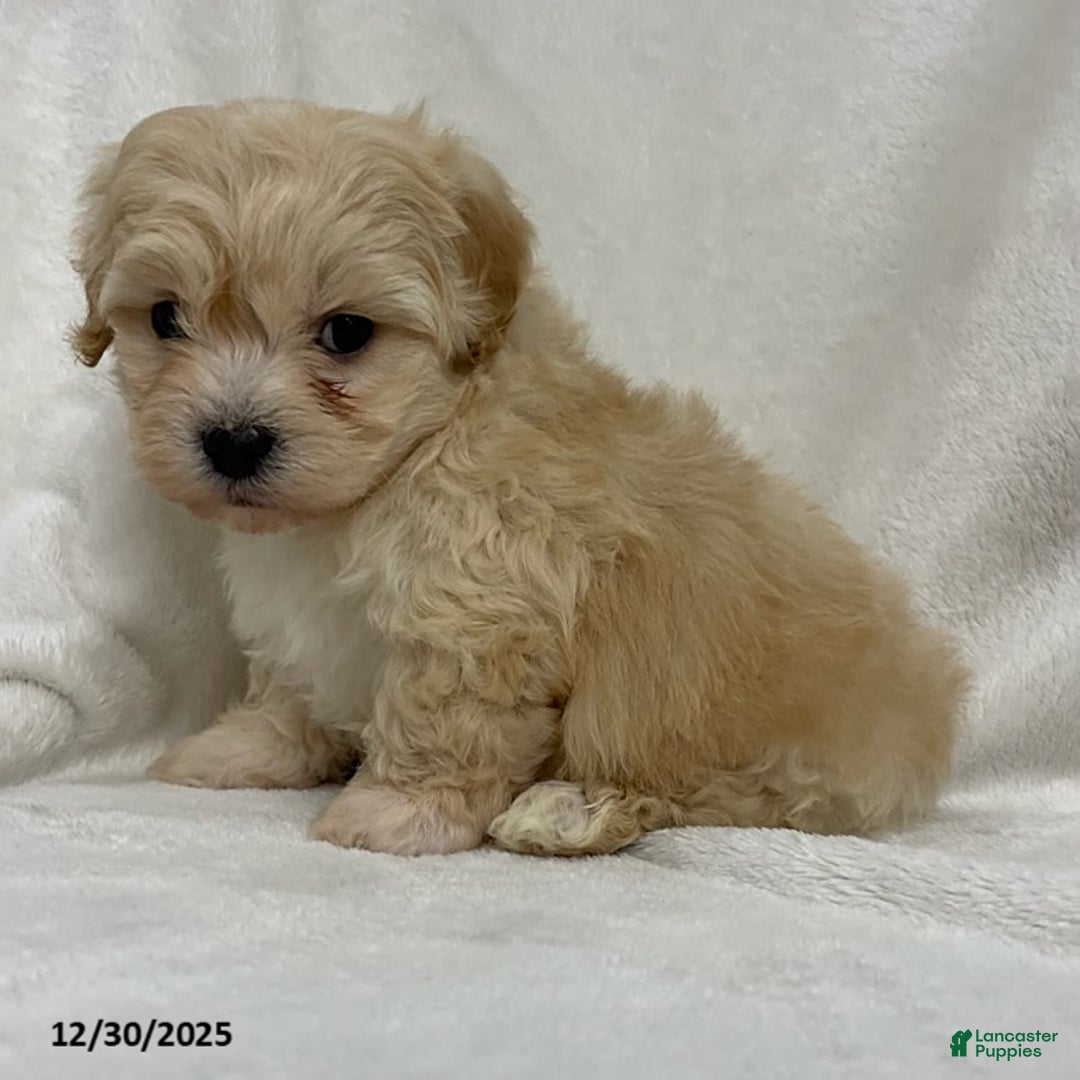 Maltipoo dogs for sale: Twix - Ad 2