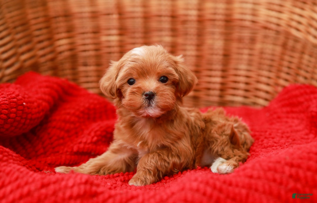 Havapoo dogs for sale: Bella - Ad 4