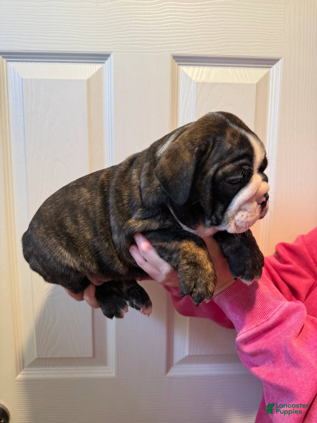 English Bulldog dogs for sale: English Bulldog Puppy 3 - Ad 2