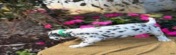 Dalmatian dogs for sale: Monroe - Ad 8