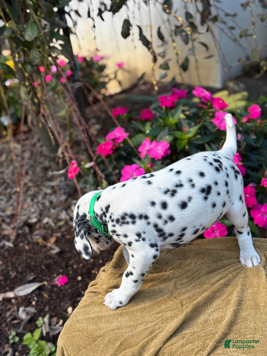 Dalmatian dogs for sale: Monroe - Ad 8