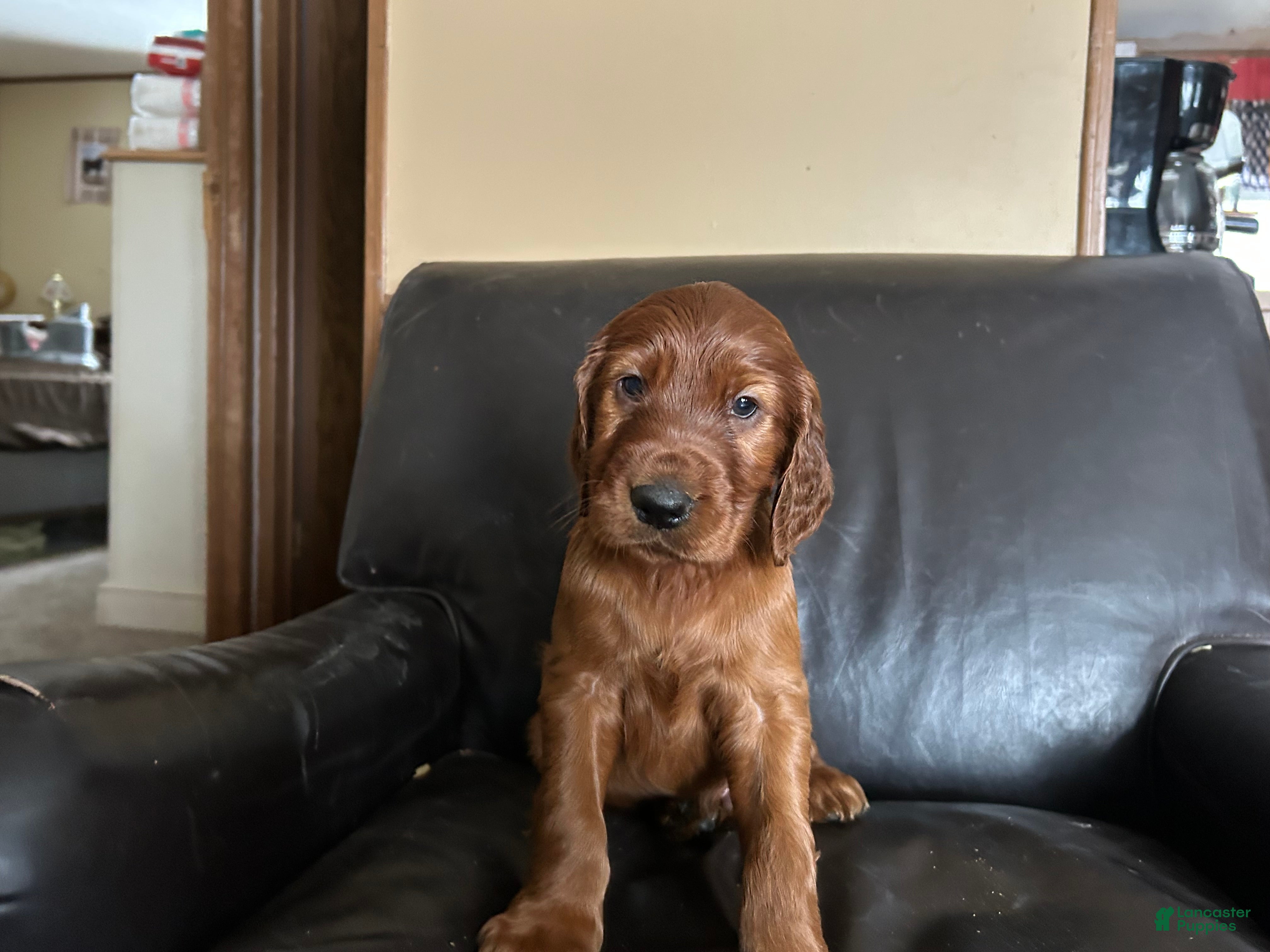 Irish Setter dogs Irish Setter Puppy 3 - Ad 14
