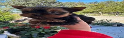 Yorkshire Terrier dogs for sale: Louis - Ad 6