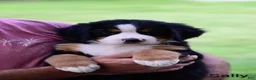 Bernese Mountain Dog dogs for sale: Sally  - Ad 5