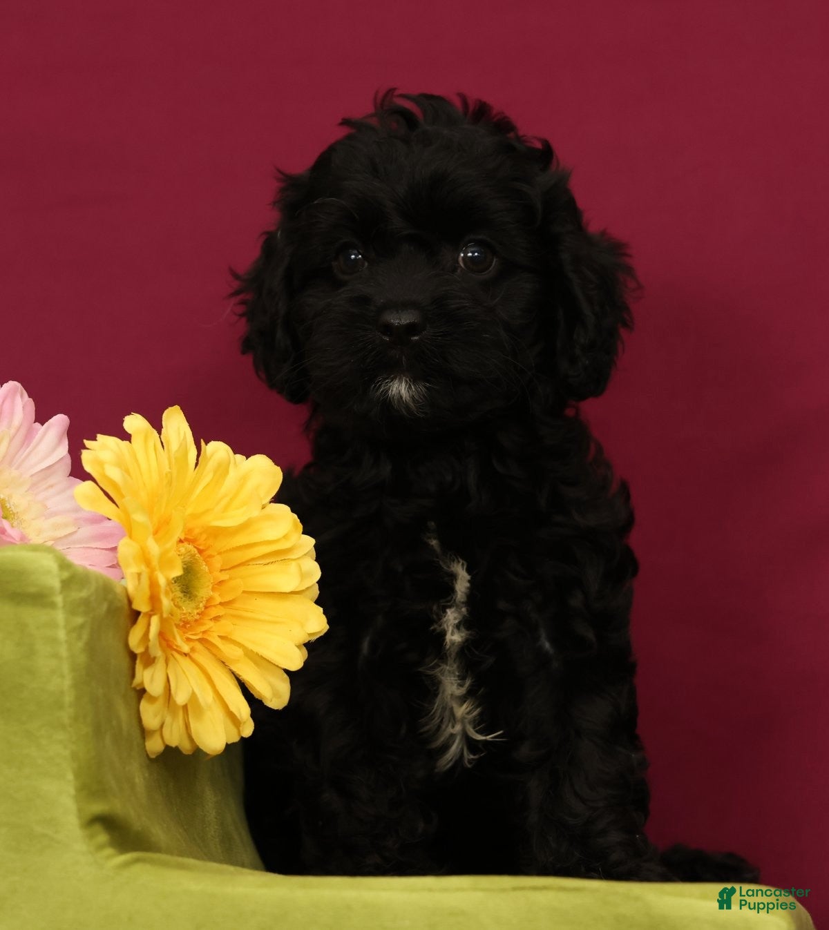 Cavapoo dogs Sadie - Ad 2