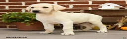 Labrador Retriever dogs for sale: Popcorn - Ad 3