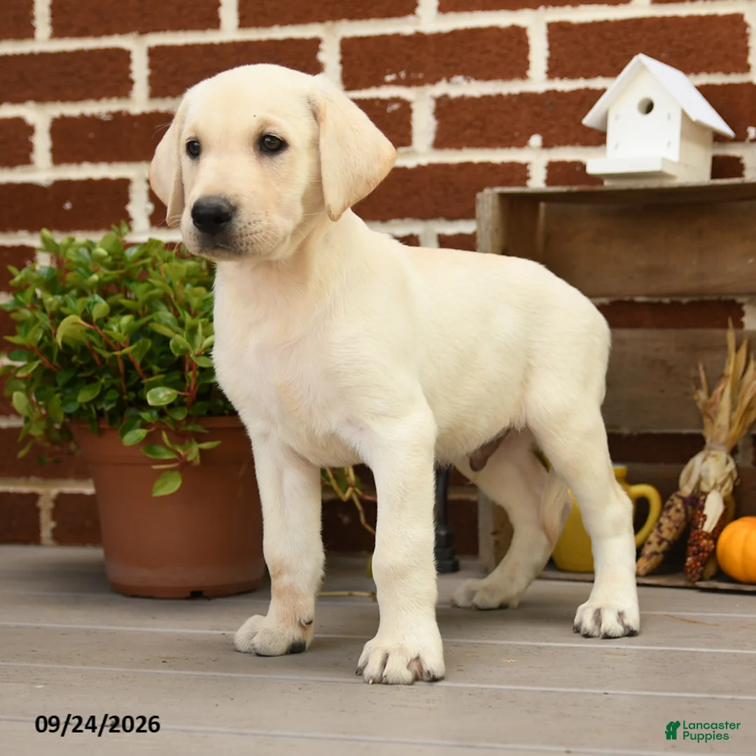 Labrador Retriever dogs for sale: Popcorn - Ad 3