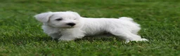 Miniature Schnauzer dogs for sale: George  - Ad 5