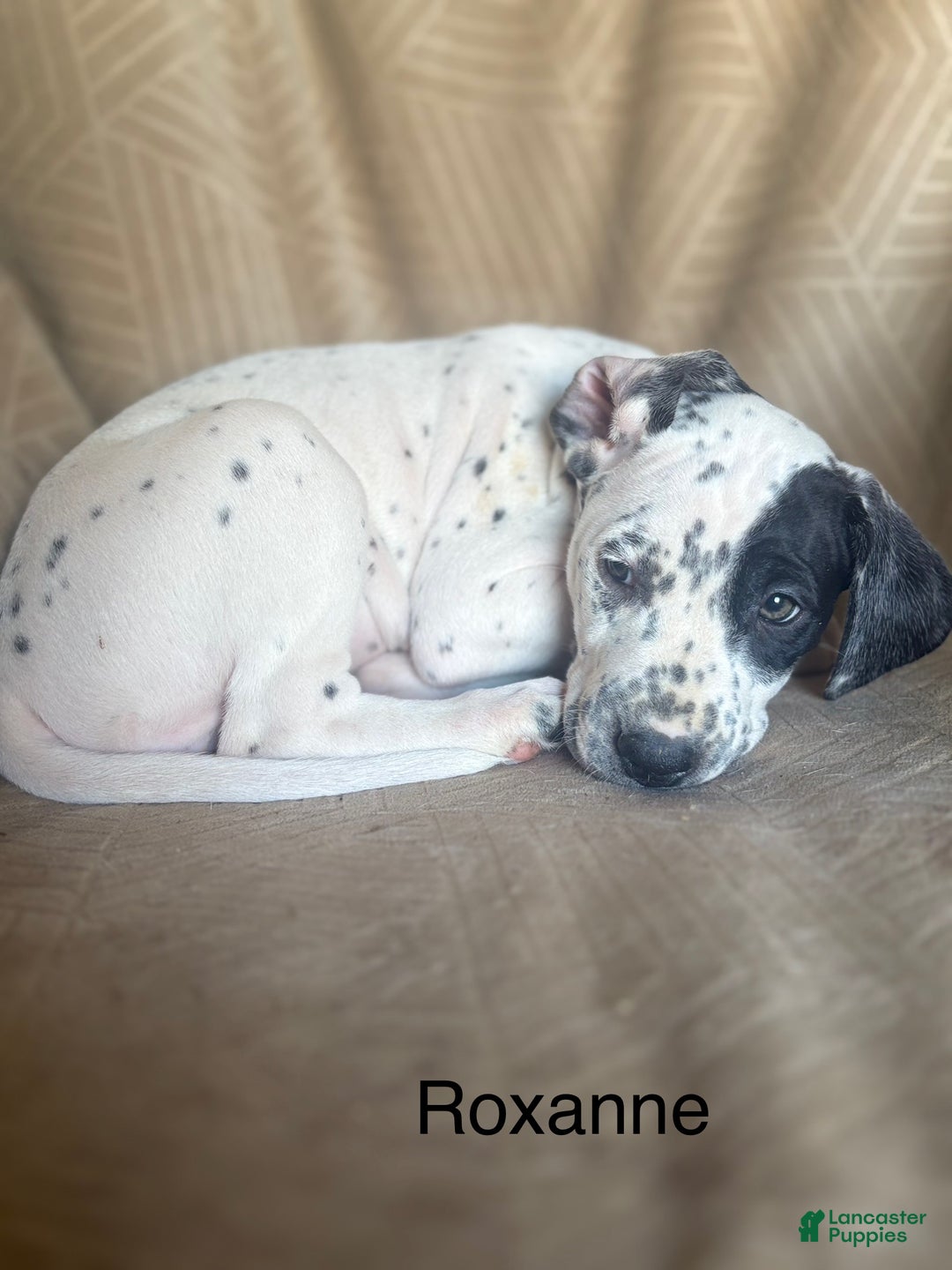 Mixed Breed dogs for sale: Roxanne - Ad 7
