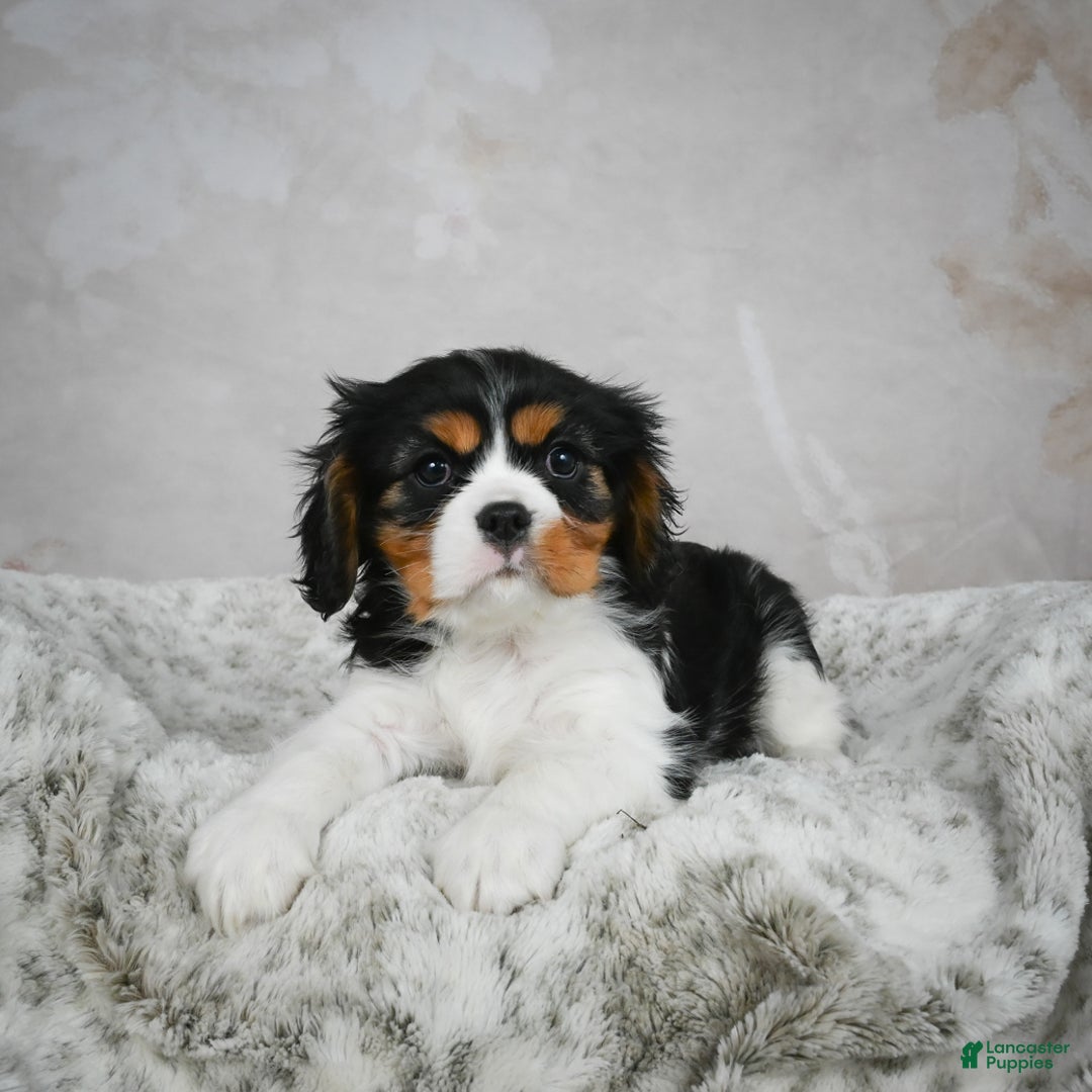 Cavalier King Charles Spaniel dogs for sale: Lincoln - Ad 12