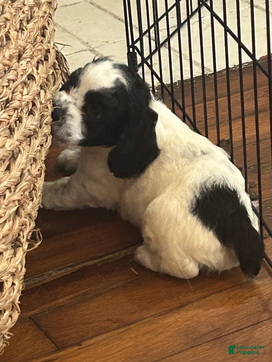 Cockapoo dogs for sale: Mickey - Ad 2