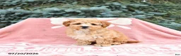 Maltipoo dogs for sale: Reba - Ad 3